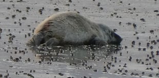Visitors told to keep their distance after seal pup found on beach
