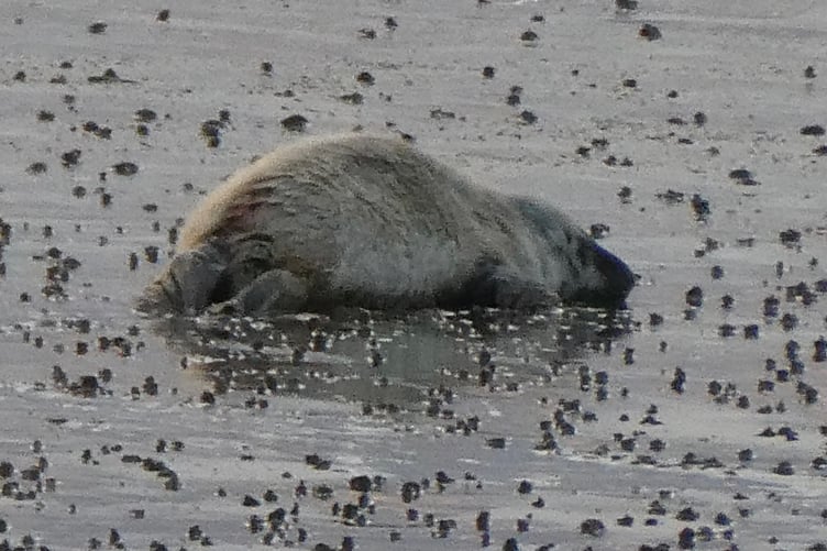 Injured seal pup on Port Erin beach