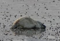 Visitors told to keep their distance after seal pup found on beach