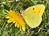 Migrant butterflies add a dash of colour to the Isle of Man