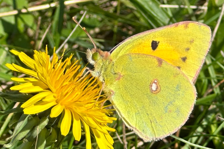 Clouded yellow butterfly on Gansey coast path