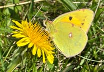 Influx of migrant butterflies add a dash of colour to the Isle of Man
