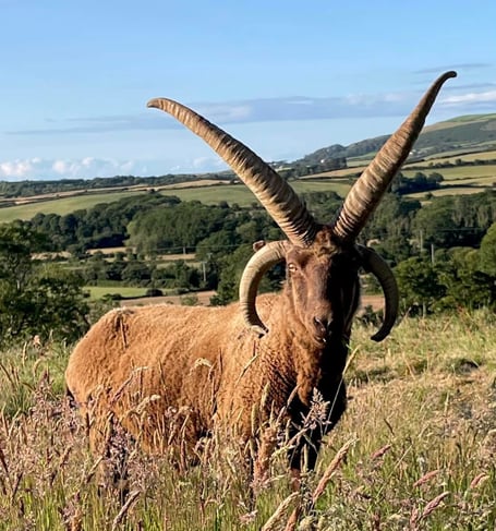 A Manx loaghtan sheep (Photo: Ballacosnahan Farm)