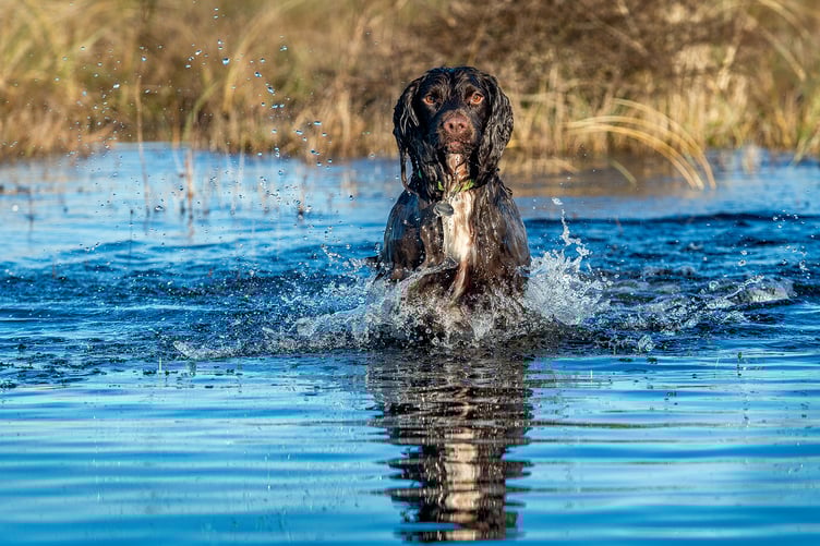 Barry Murphy's photo entitled: 'Making a Splash'