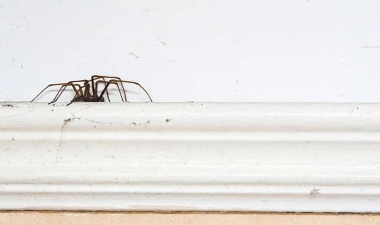 A house spider