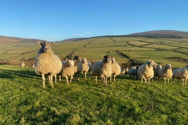 New website for Manx National Farmers Union thanks to grant