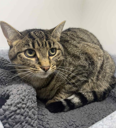 Penny, the two-year-old tabby, is available for adoption