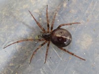 12 people sought hospital treatment for spider bites in five years