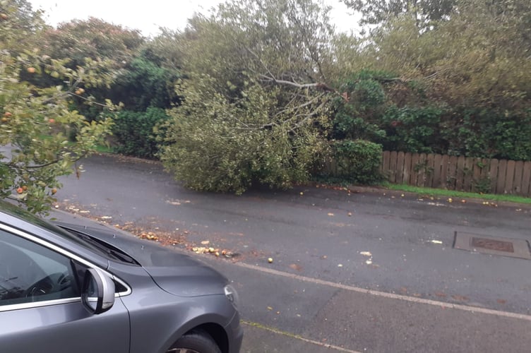 Tree down in Ballagarey, Glen Vine, Marown