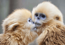 Wildlife photographer Philippe Ricordel to bring ‘Wildlife on Ice' show to island