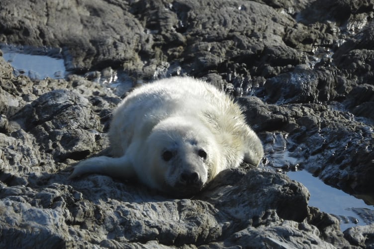A seal pup on the coast