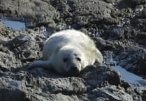 Public warned not to approach seal pups after 'unacceptable behaviour'