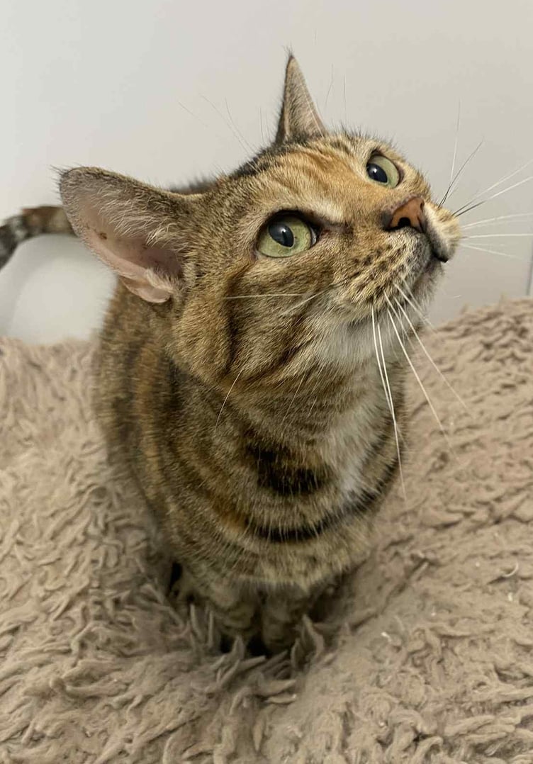 Twelve-year-old Clawdear is available for adoption