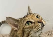 How to keep your cat safe: Indoor versus outdoor life