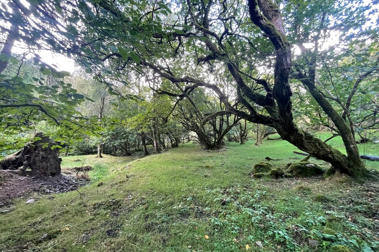 The area around the haunted pools is surrounded by gnarly trees