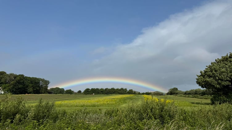 The Pumpkin Field in Sulby