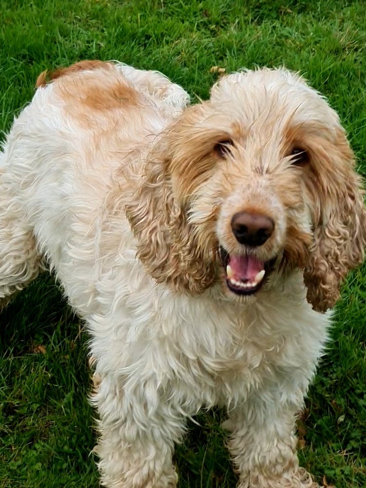 Cooper the dog has found a new home