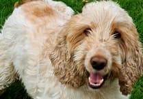 Rescue dog finds new home at Isle of Man animal sanctuary