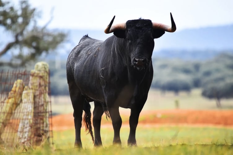 Generic shot of a bull