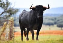 Police 'dispatch' dangerous bull on the loose in Tromode