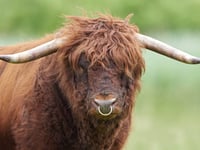 Armed police 'dispatch' dangerous bull on the loose