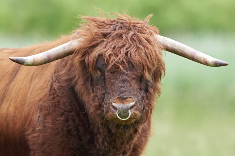 A Highland bull had to be dispatched by police after it escaped into a built-up area of Tromode and Douglas