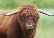 Armed police 'dispatch' dangerous bull on the loose