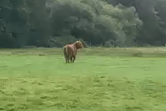 A bull was 'dispatched' by police after escaping from the meat plant site