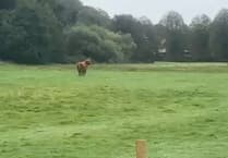 Meat plant launches investigation after escaped bull shot dead by armed police