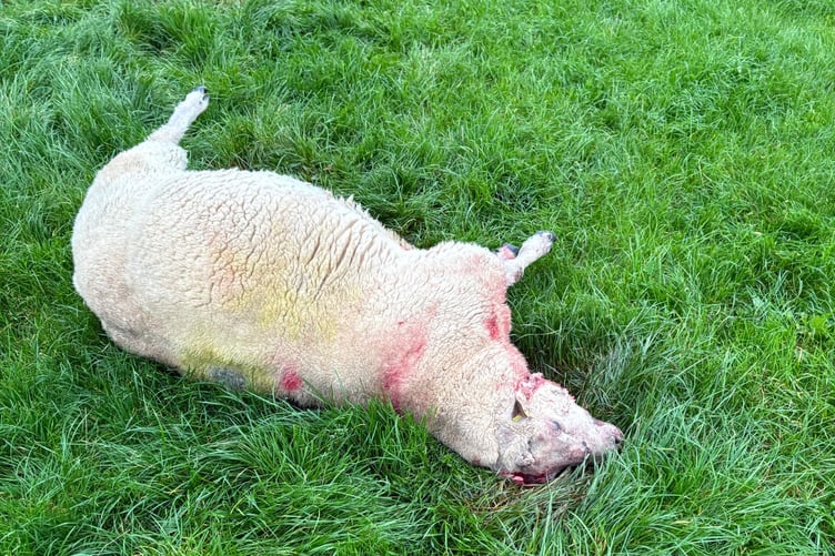 One of the sheep killed by a loose dog in Andreas