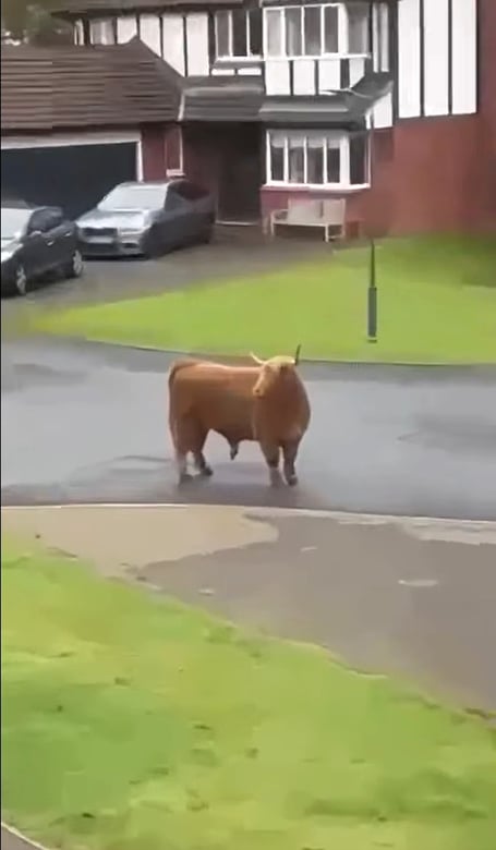 The bull on the loose before the shooting
