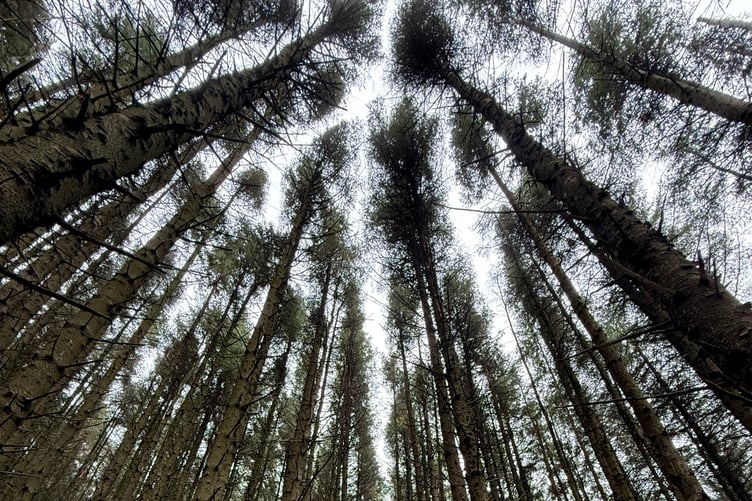 David Braide snapped this shot on a walk through Axnfell Plantation