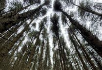 Public invited to shape future of Isle of Man plantations