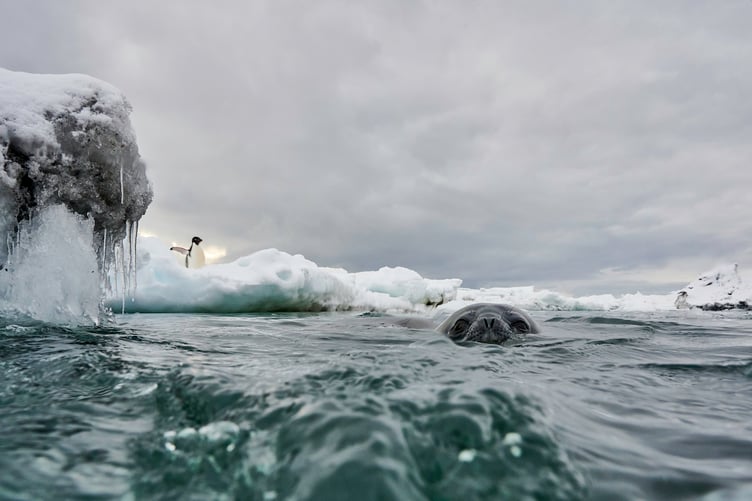 The seal and the penguin by Philippe Ricordel