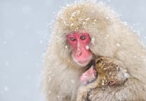 'Like listening to Attenborough': Wildlife photographer arrives on island for talks