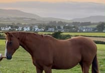 Meet Cassie: Rescue horse needs a forever home