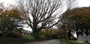 Section of TT course to shut as diseased elm is felled 