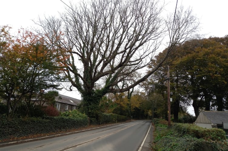 This dead tree is at risk of falling into the highway, and will be felled by an arborist on behalf of the property owner