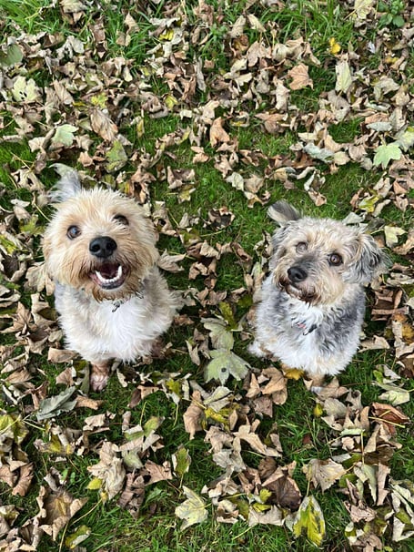 Steve (left) and Ralph are available for adoption