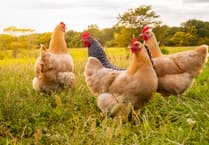 Bird flu warning issued following cases in north-west England