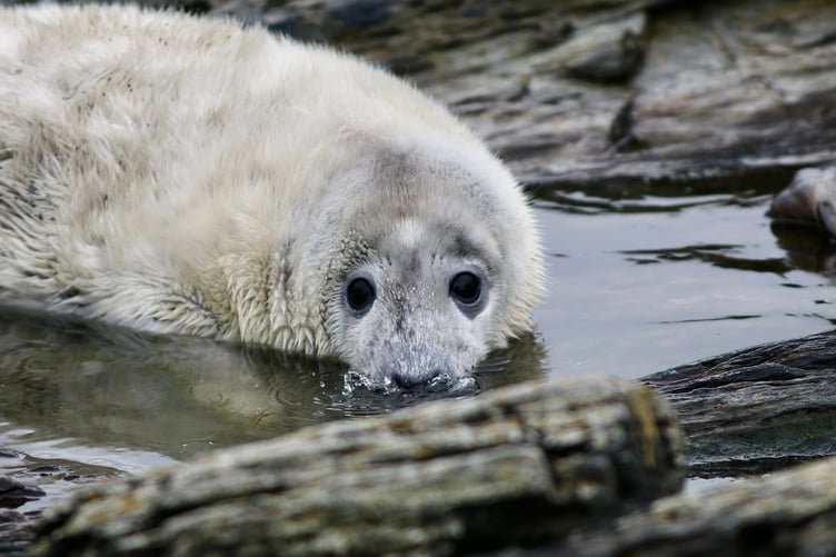 A seal pup born on the Calf of Man