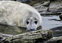 Record-breaking number of seal pups born on the Calf of Man