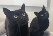 Beyond the myths: Why black cats deserve better this Hop Tu Naa