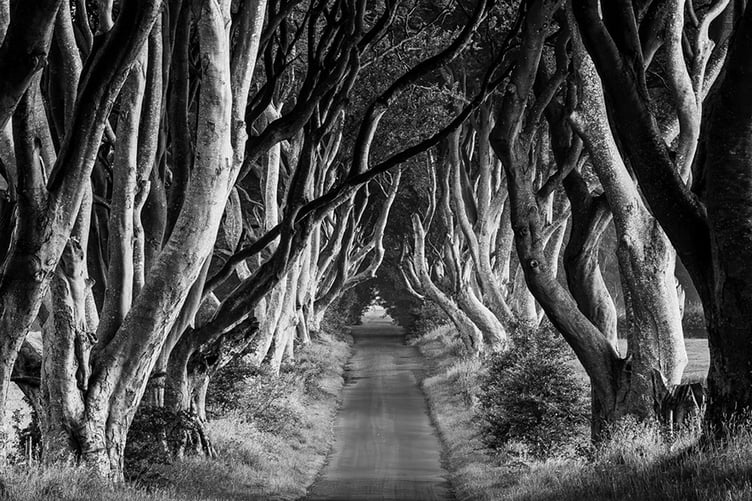 'Dark Hedges' by Sean Corlett was judged best mono print and best print in the competition