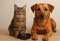 MSPCA launches online petition in bid to ban electric shock collars