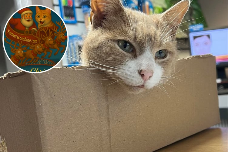 Thomas the Ramsey town cat now has a dedicated chocolate bar