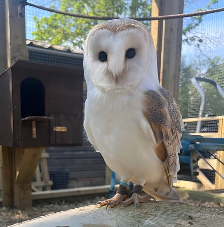 Pepsi the barn owl has passed away