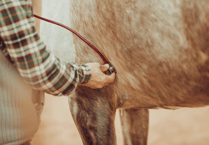 ‘Deeply regrettable’ decision as vets end farm work due to decline in demand