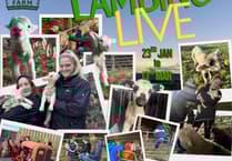 Ballakeenan Farm to open its gates for 'Lambing Live' in 2026