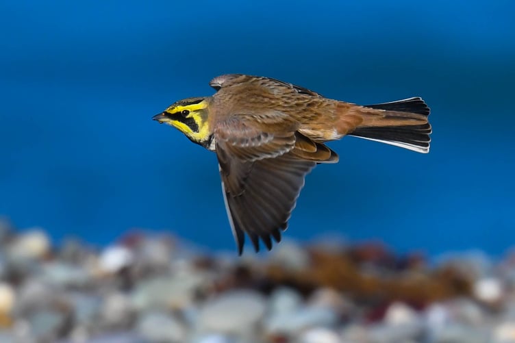Shorelark in flight at the Point of Ayre